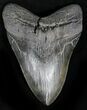 Massive Fossil Megalodon Tooth - Serrated #28721-1